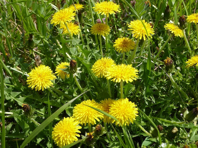 生物季節モニタリング対象の植物「カントウタンポポ」：国環研特別研究員（当時）辻本翔平　撮影の写真
