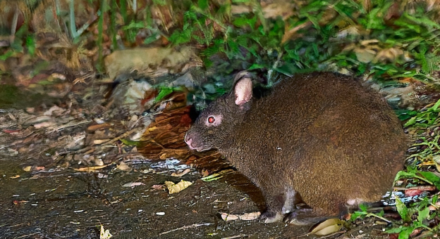 「奄美大島マングース根絶の舞台裏」－外来種駆除現場で生物多様性研究者は何ができるか－（後編）