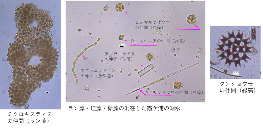霞ヶ浦の長期モニタリングでよく目にする植物プランクトンの図