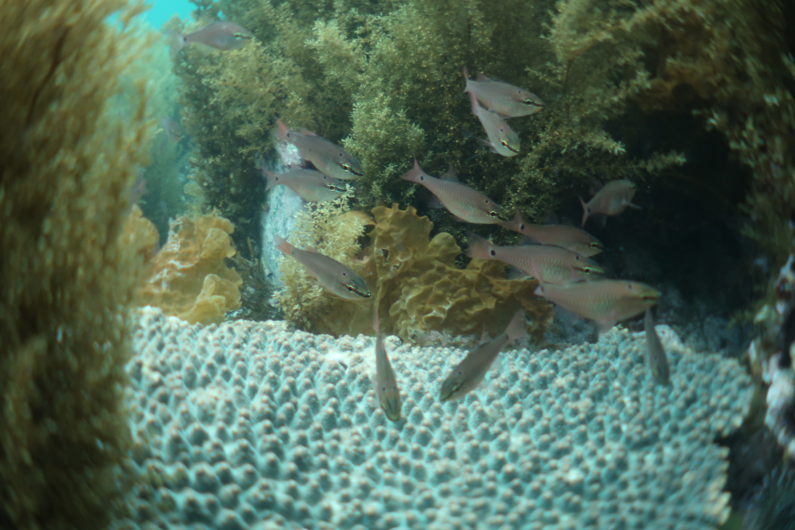 海藻とサンゴが共存する生物群集の写真